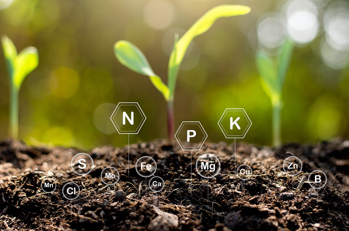 organic-manure